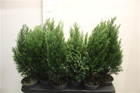 <h4>Chamaecyparis Lawsoniana Ellwoodi</h4>