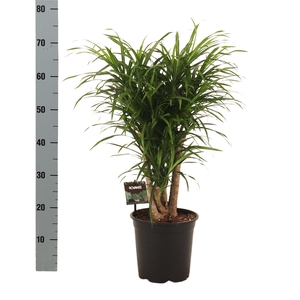 Dracaena refl. 'Anita'