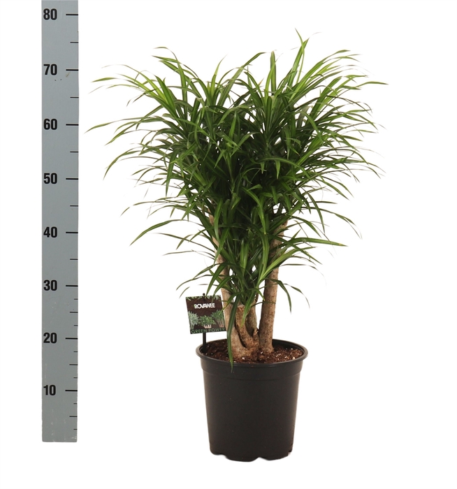 Dracaena refl. 'Anita'