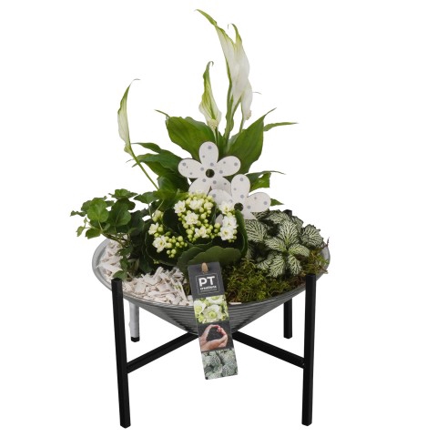 <h4>PTIG6895 Arrangementen kamerplanten</h4>