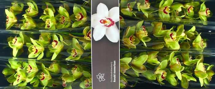 <h4>CYMB T MACHTELD GROEN P.DS</h4>