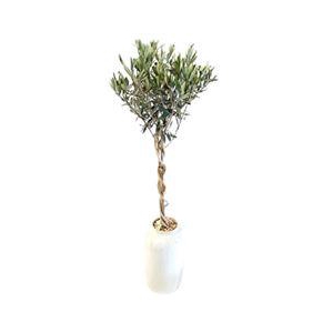 Arr.   Tuinplanten H%