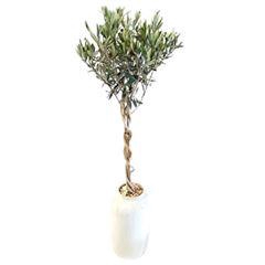 <h4>Arr.   Tuinplanten H%</h4>