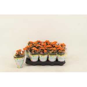 Kalanchoe Double Orange