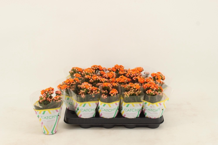 <h4>Kalanchoe Double Orange</h4>
