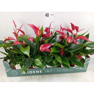 Anthurium  'Banderola Roja'