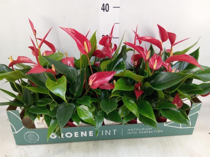 <h4>Anthurium 'Banderola Roja'</h4>