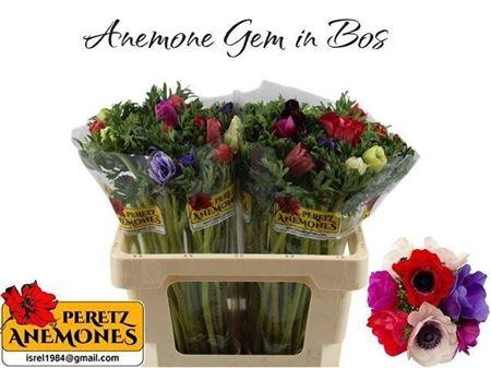 <h4>Anem Gem Bs</h4>