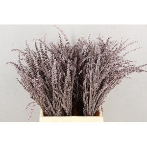 DF Lavender Bs Champagne