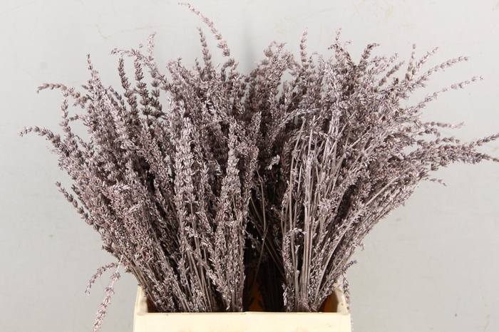 <h4>DF Lavender Bs Champagne</h4>