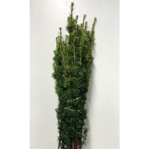 CONIFEER TAXUS GEEL