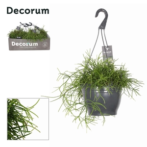 Rhipsalis Baccifera Oasis P21