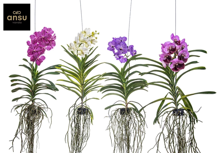<h4>Vanda A2 Colour Mix</h4>