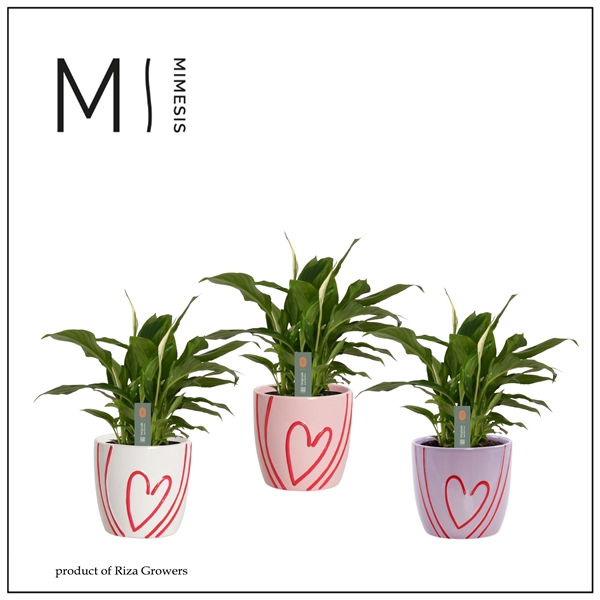 <h4>Mimesis Spathiphyllum Chopin 9 cm in Sweet - Party Love</h4>