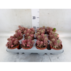 Sedum rubrotinctum 'Aurora'