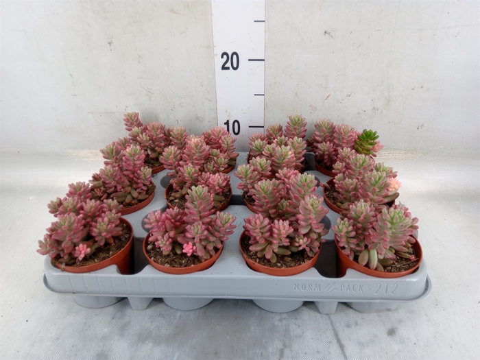 <h4>Sedum rubrotinctum 'Aurora'</h4>
