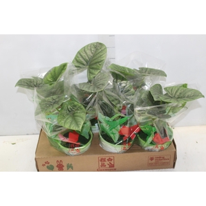 ALOCASIA LUKIWAN P15