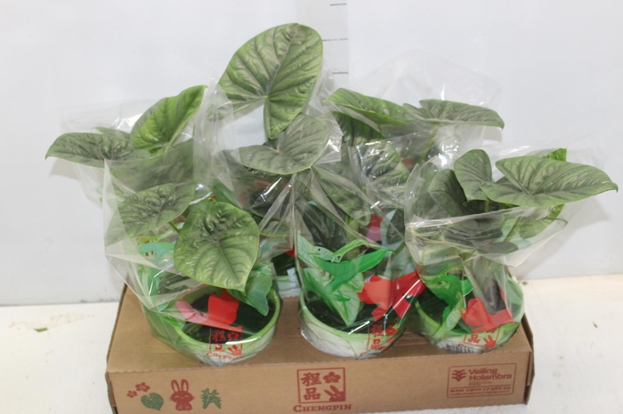 <h4>ALOCASIA LUKIWAN P15</h4>