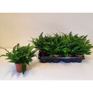 POLYSTICHUM TSUSSIME