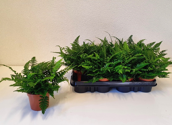 <h4>POLYSTICHUM TSUSSIME</h4>