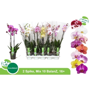PHAL GEM 10 KL