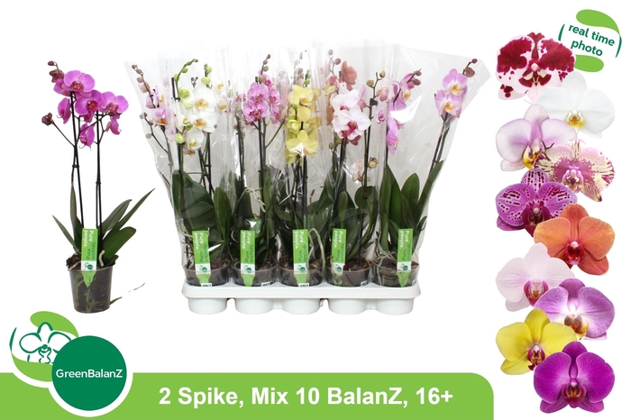 <h4>PHAL GEM 10 KL</h4>