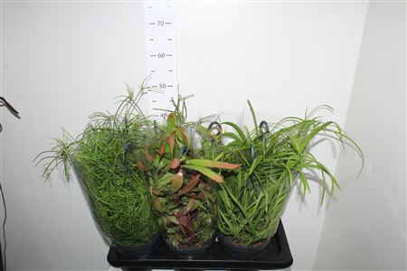 <h4>Rhipsalis Gem Hangpotten</h4>