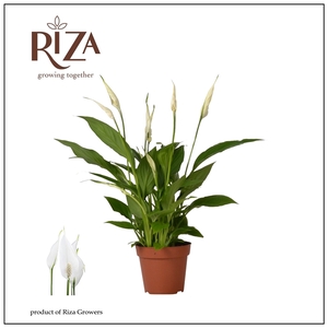 Spathiphyllum 'Cavalli'
