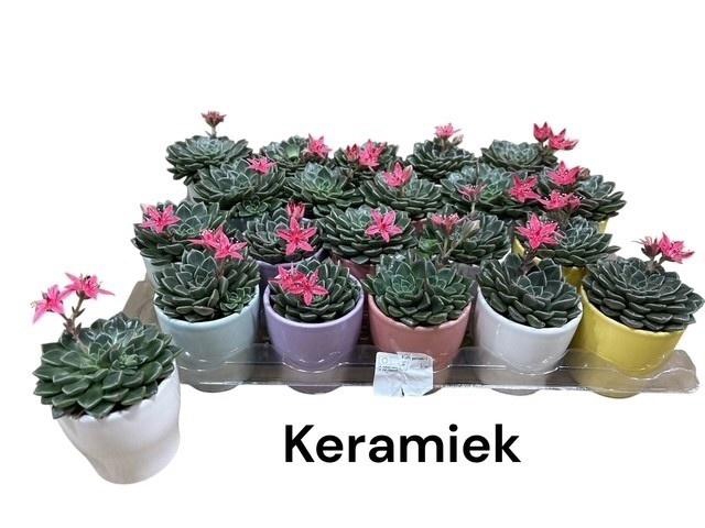 <h4>GRAPTO BELLUM</h4>