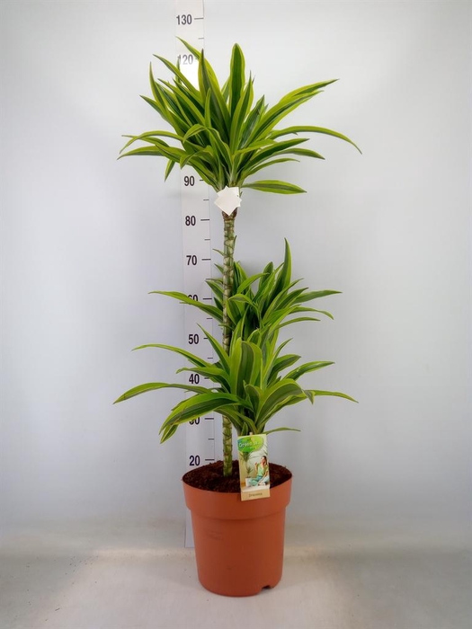 <h4>Dracaena fr de 'LemonLime'</h4>