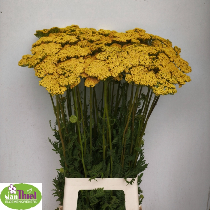 <h4>ACHIL F PARK VARIETY</h4>