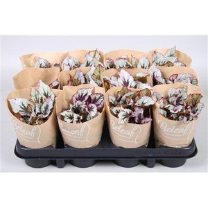 Bladbegonia Beleaf Mix 9cm