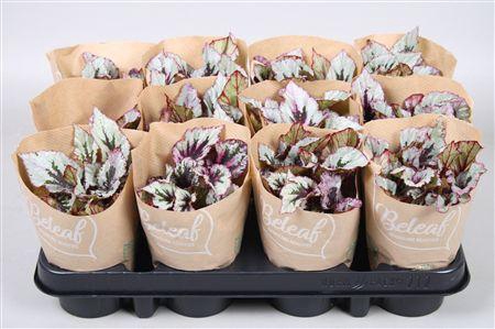 <h4>Bladbegonia Beleaf Mix 9cm</h4>