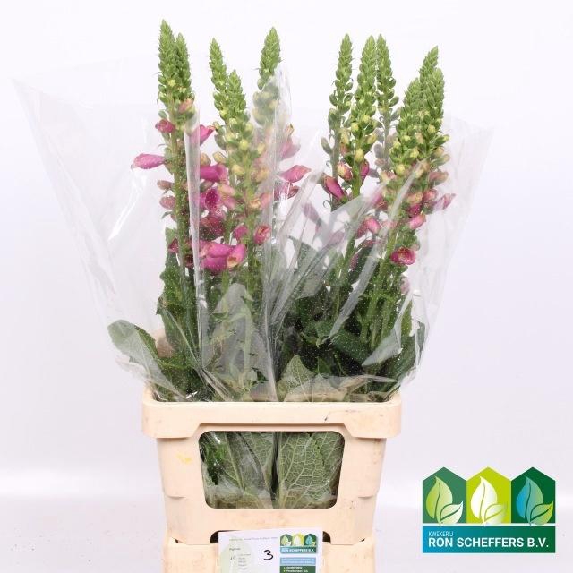 <h4>DIGI CAMELOT ROSE</h4>