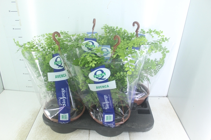 <h4>AVENCA VARIADA C21</h4>