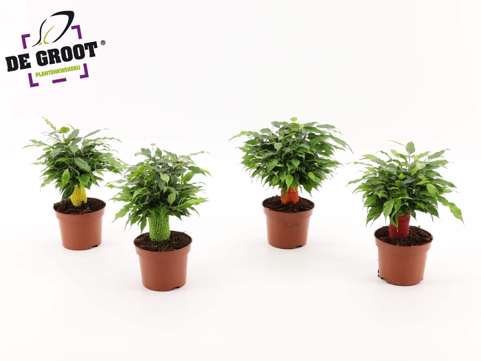<h4>Ficus green kinky jute kleur</h4>