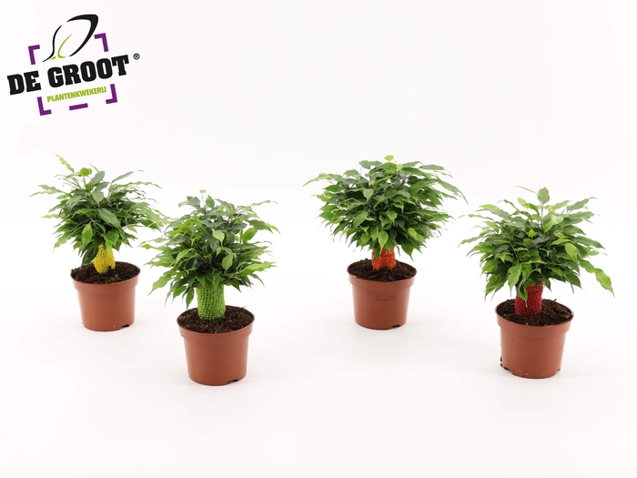 <h4>Ficus green kinky jute kleur</h4>