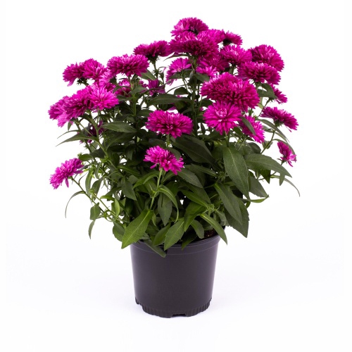 <h4>ASTER-HYBRID P11 ROOD</h4>