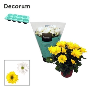 Chrysanne® Margarita Yellow & White