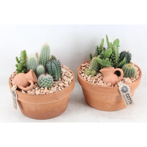 arr2 UB - Terra cotta 338/3 cactus