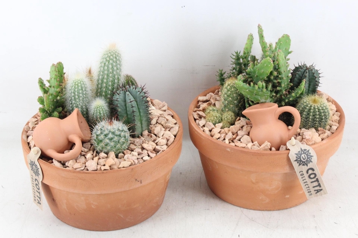 <h4>arr2 UB - Terra cotta 338/3 cactus</h4>