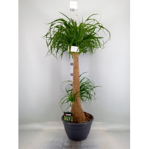 Beaucarnea recurvata