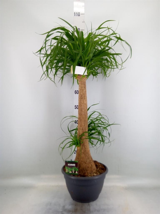 <h4>Beaucarnea recurvata</h4>