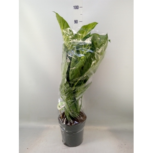 Dieffenbachia seg. 'Reeva'