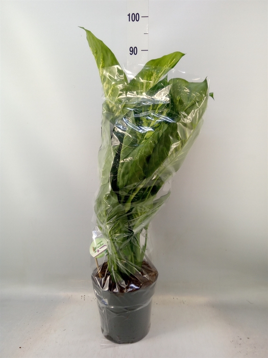 <h4>Dieffenbachia seg. 'Reeva'</h4>