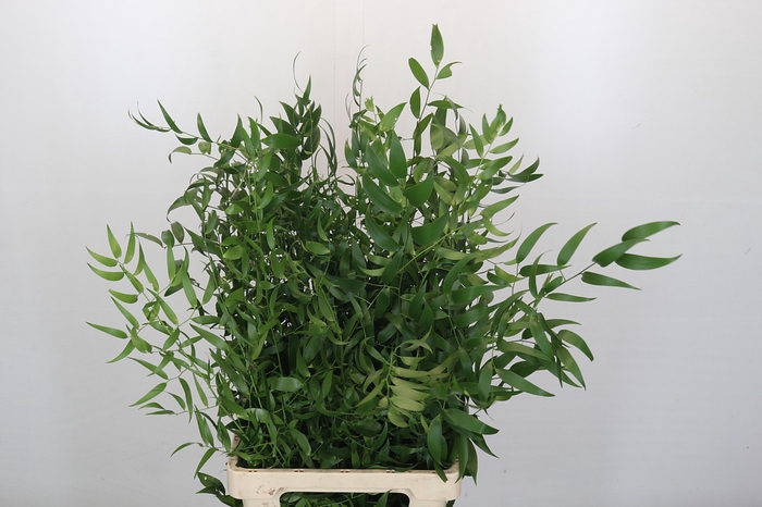 <h4>Ruscus Fine Long x3</h4>