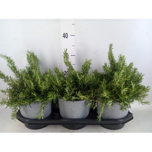 Rosmarinus offi. 'Prostratus'
