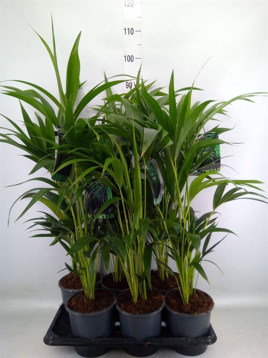 <h4>Howea forsteriana</h4>