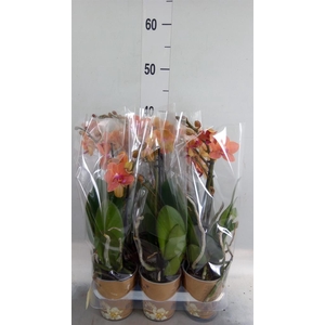Phalaenopsis multi. 'Ant Bolzano'