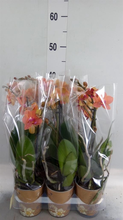 <h4>Phalaenopsis multi. 'Ant Bolzano'</h4>